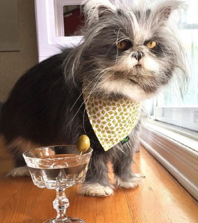 Кот в платке