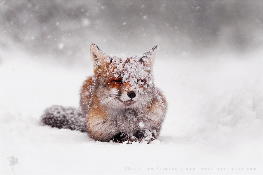 Белеющая рыжая лиса животные, природа, фото, фотограф
