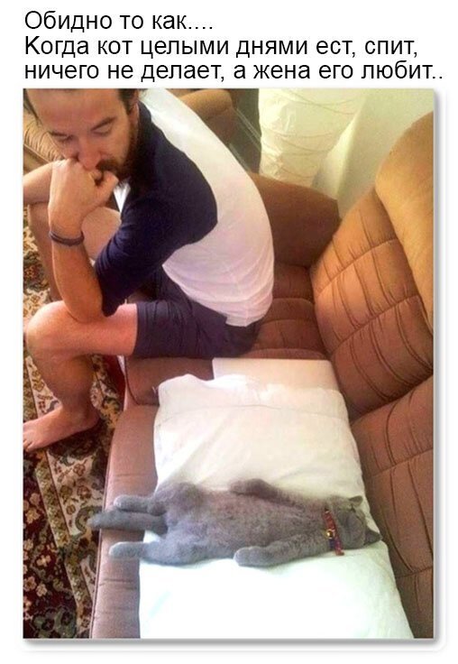 Первым, что бросилось Сереге в глаза, был кот. И последним демотиваторы,животные,позитив,Смешные животные,юмор