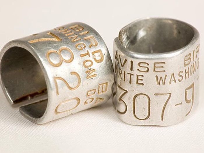 О чем рассказывают птичьи кольца?