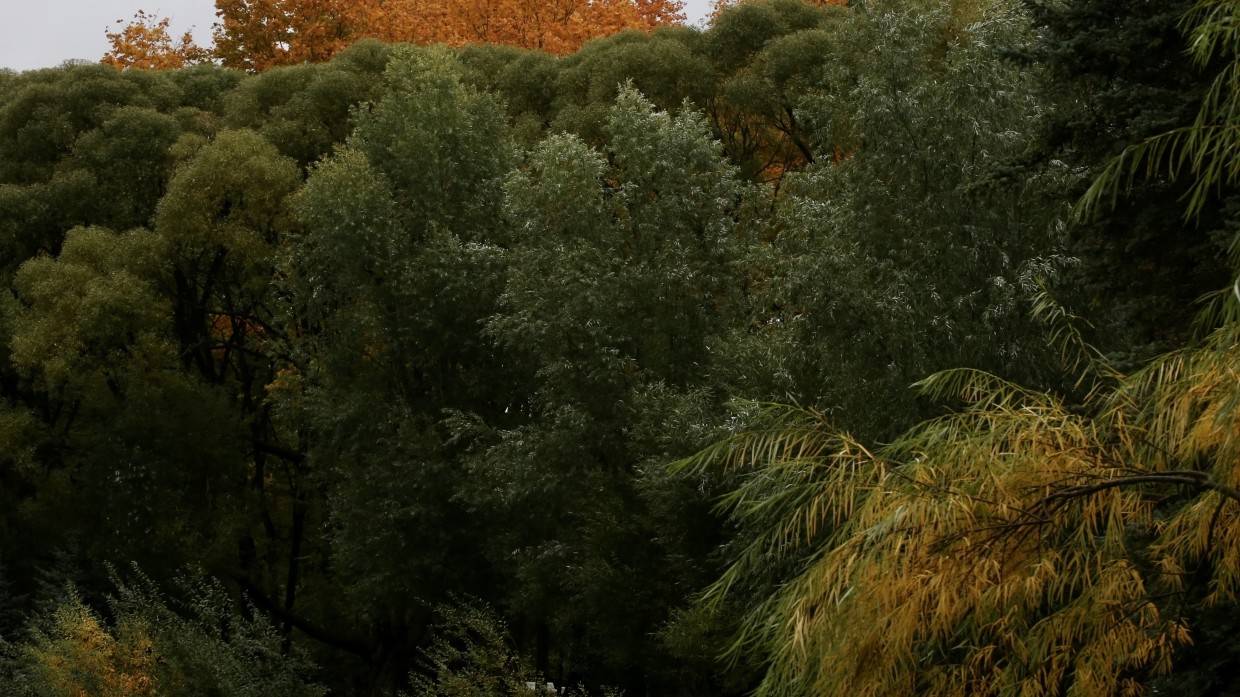 Штормовой ветер валит деревья на трассы вокруг Петербурга