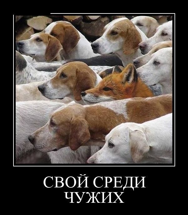 Демотиваторы - приколы!