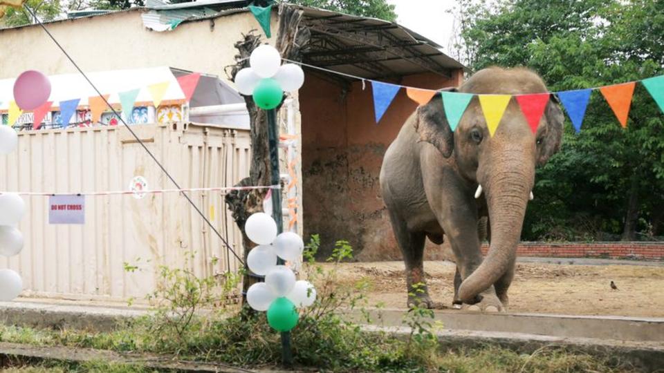 Самый несчастный слон в мире обрел новый дом
