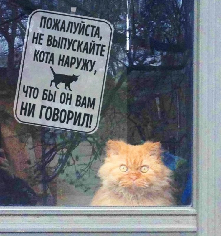 Самые дерзкие и нахальные коты, которые не собираются никого слушать! Самые дерзкие и нахальные коты, которые не собираются никого слушать!