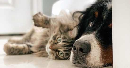 Облысеете и повредите мозг: чем могут закончиться поцелуи с кошкой или собакой
