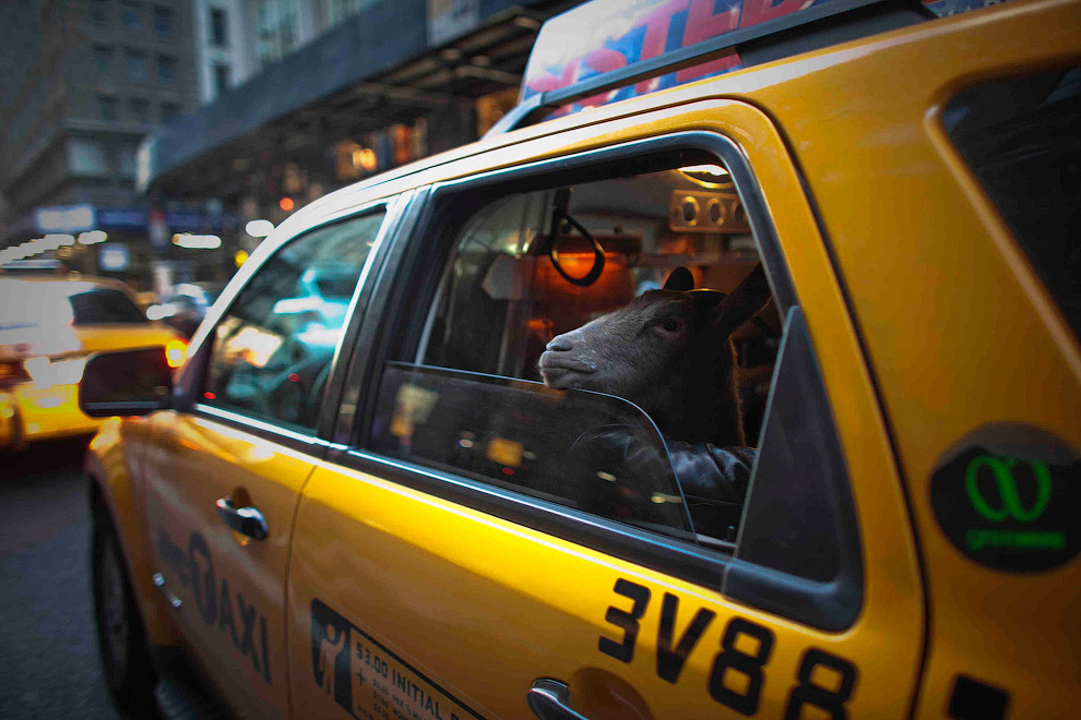 С домашней козой в такси в Нью-Йорке