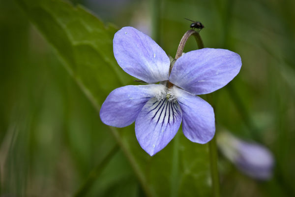 Фиалка собачья (Viola canina) Фиалка собачья (Viola canina)