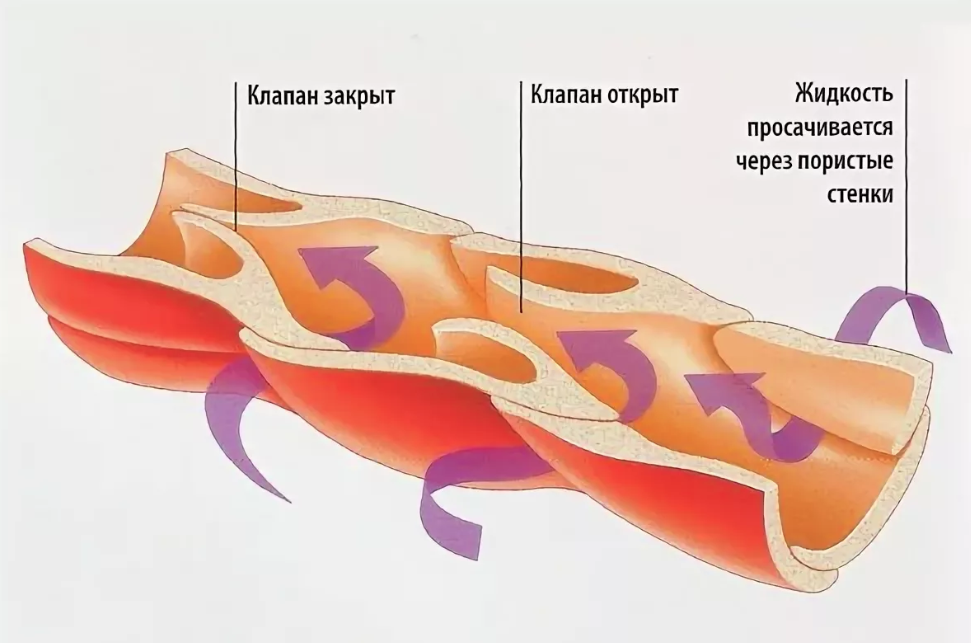 Клапаны лимфатической системы. Клапаны лимфатических сосудов. Строение лимфатических сосудов и вен. Лимфангион строение анатомия.