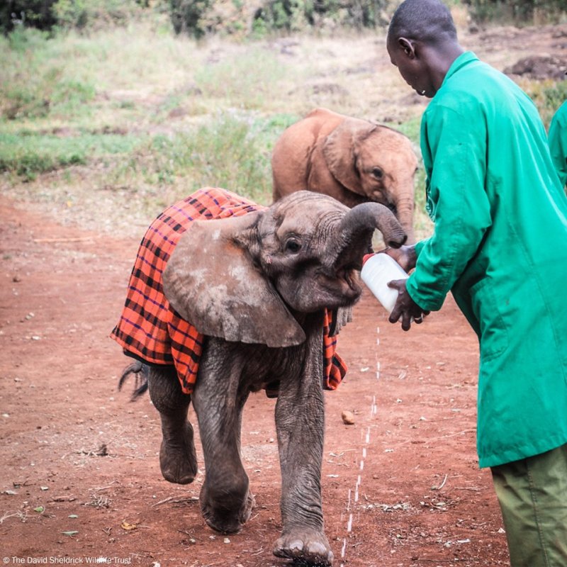 Осиротевшим слонятам доказали, что не все люди жестоки природа