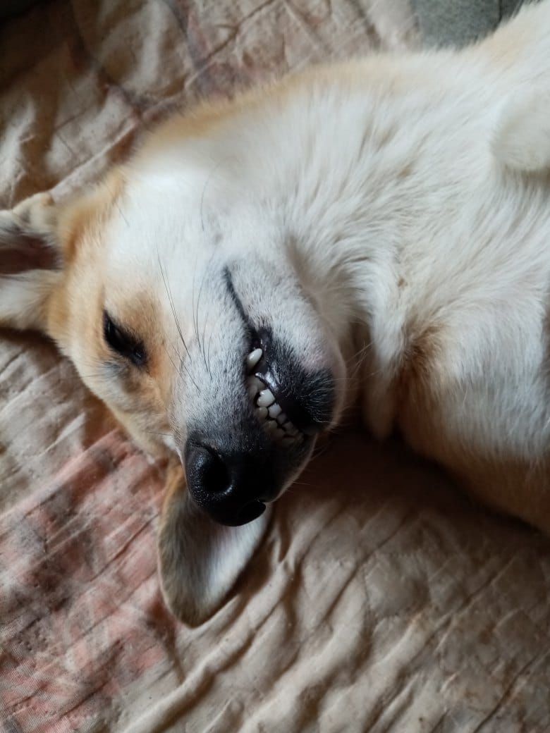 собака на кровати