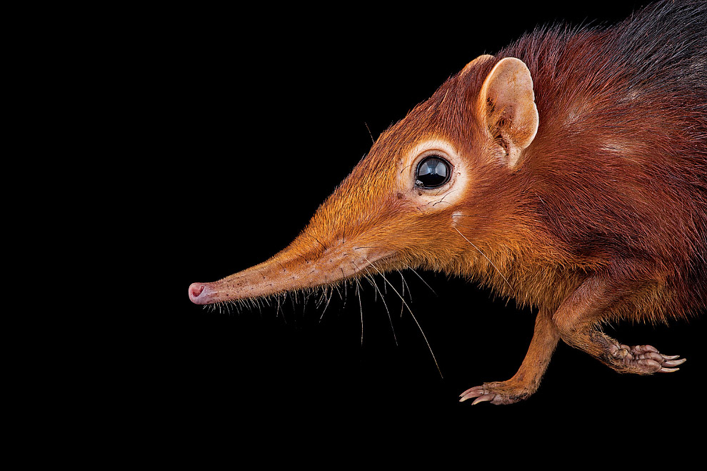 Фото Ковчег животные,интересное,фотография