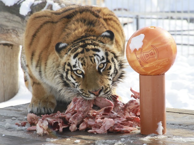 Тигр ест лев