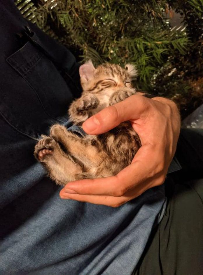 Без кота и жизнь не та
