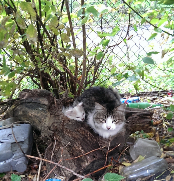 Домик для мамы и её котёнка домик, здание, котёнок, кошка