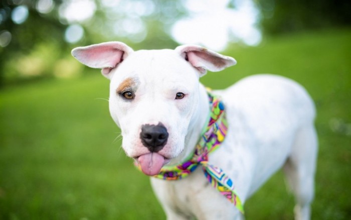 20 фото беспородных собак, сделанных с любовью 20 фото беспородных собак, сделанных с любовью