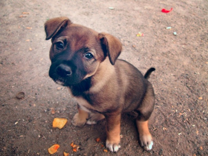 20 фото беспородных собак, сделанных с любовью 20 фото беспородных собак, сделанных с любовью