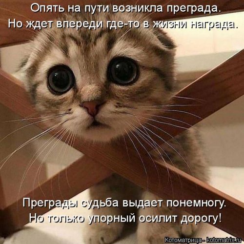 Свежая котоматрица для всех  смешные картинки