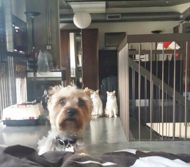 когда собаки беззащитны перед кошками 