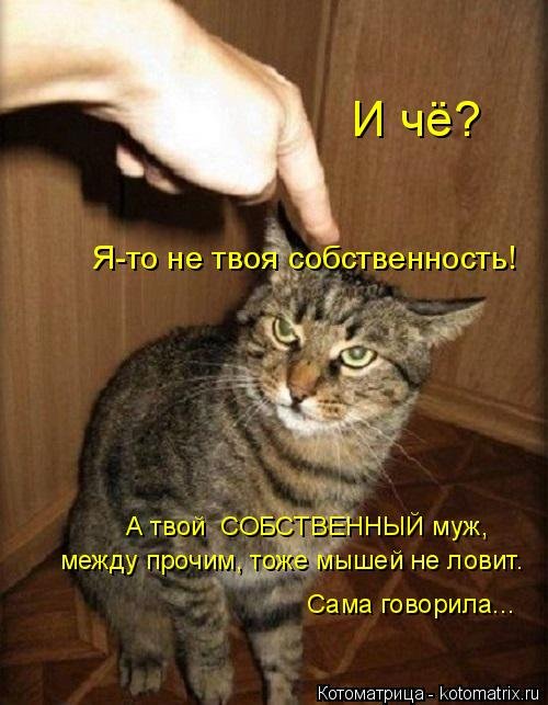 Свежая котоматрица для всех  смешные картинки