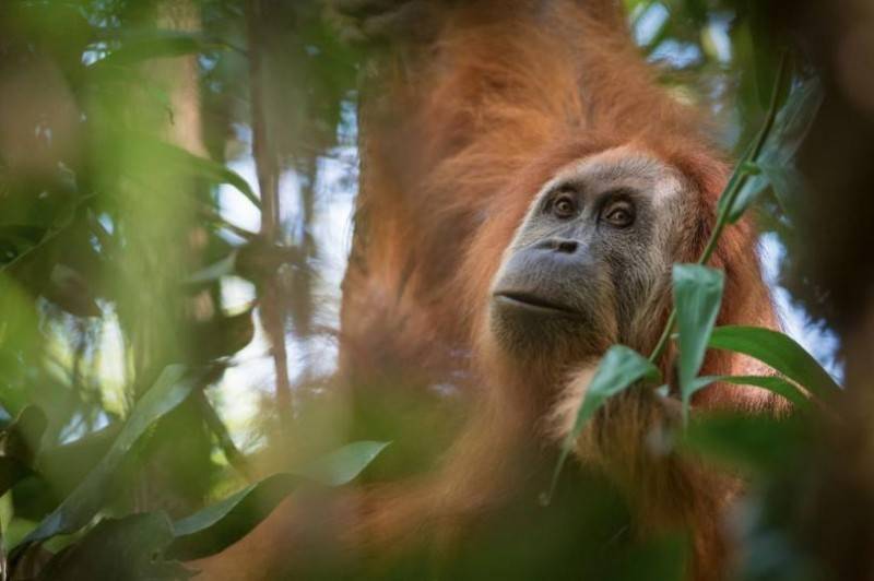 На Суматре обнаружили новый вид орангутанов