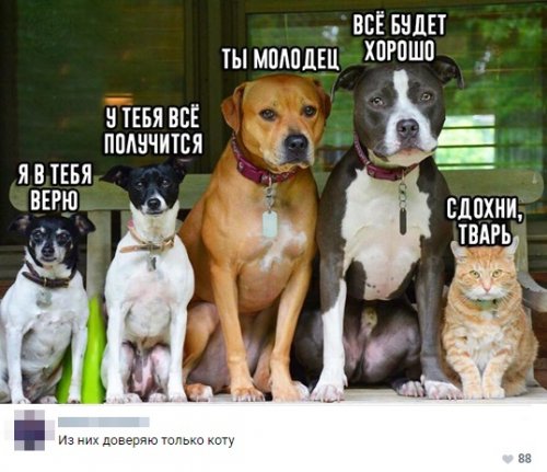 Прикольные картинки для всех и каждого 