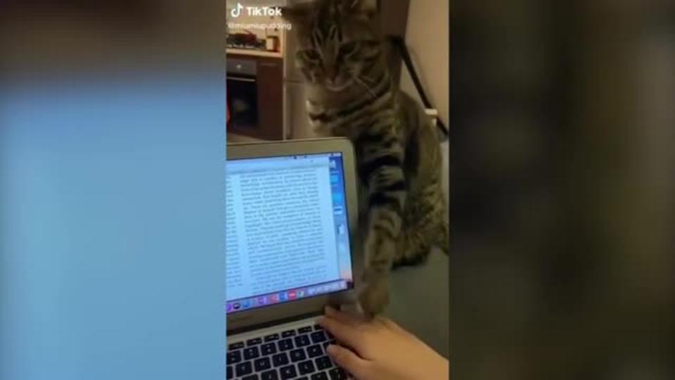 Видео: ответственный кот не дал хозяйке отвлечься от работы