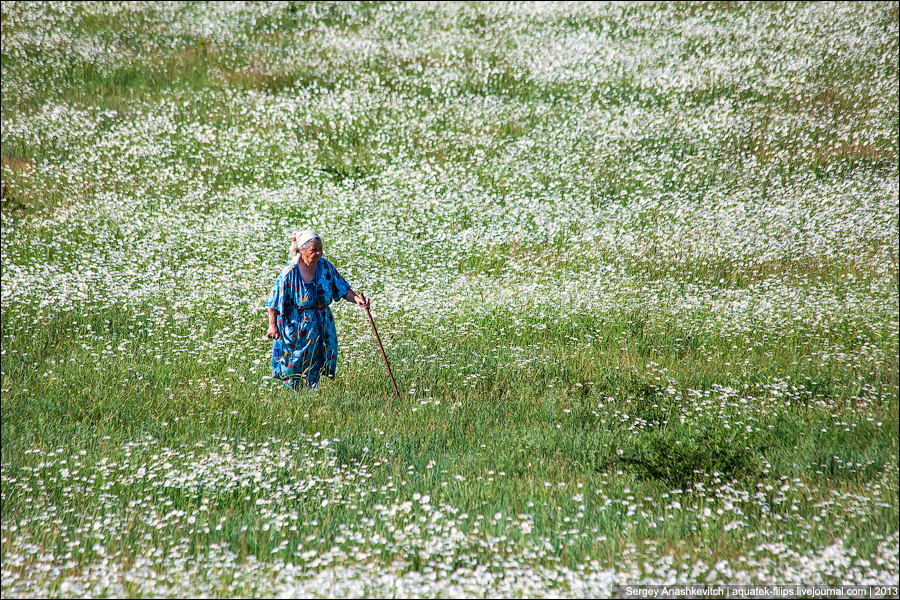 Ромашковые поля  в Крыму