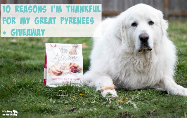 This Thanksgiving, I'm sharing 10 reasons I'm thankful for my Great Pyrenees. I found the pyrfect way to show them how much I care - through Vita Bone Artisanal Treats.