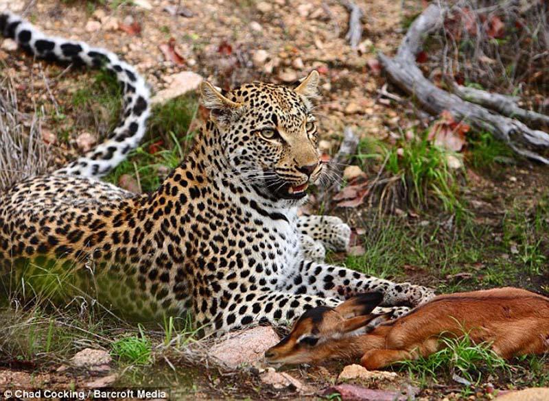 Смертельная дружба леопарда и импалы 