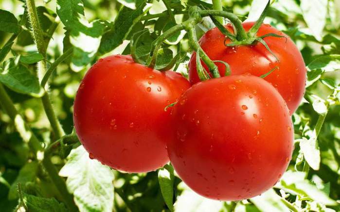 Tomato Pests DuPont Products Provide Reliable Control
