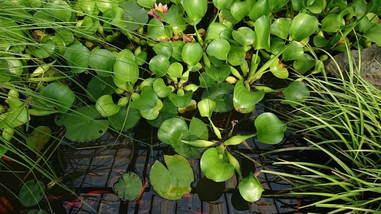 Кактусовой оранжерее Никитского ботанического сада 25 лет