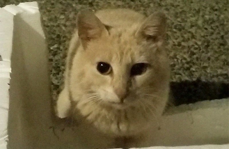 В нагрузку к дому женщина получила дикого кота В нагрузку к дому женщина получила дикого кота бездомные кошки, животное и человек, животные, животные в городе, забота о братьях меньших, кот, мило, трогательно