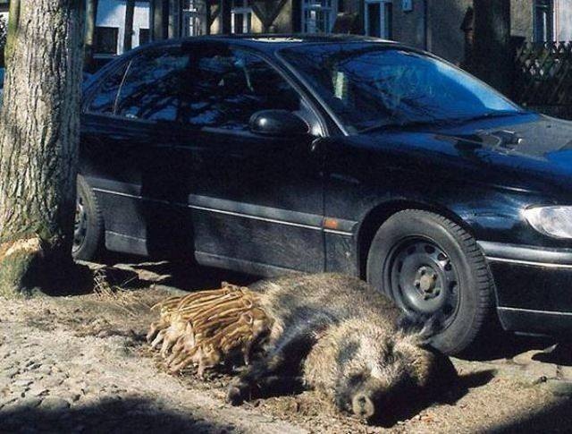 Подборка забавных картинок и смешных фотографий из нашей жизни 