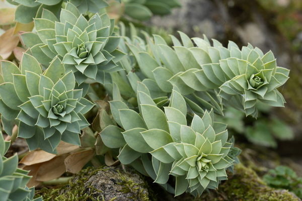 Молочай миртолистный (Euphorbia myrsinites)