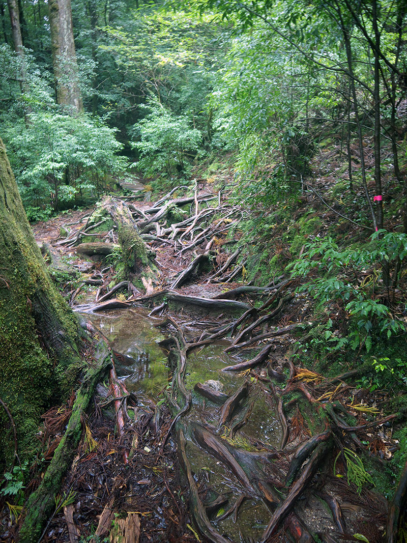 Япония, Якусима, остров, якушима, yakushima, лес, yakusugi land, кедр, мох, поход, зеленый, дерево, тропинка