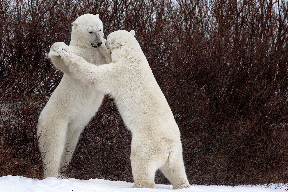 Самые смешные кадры Comedy Wildlife Photography Awards 2018