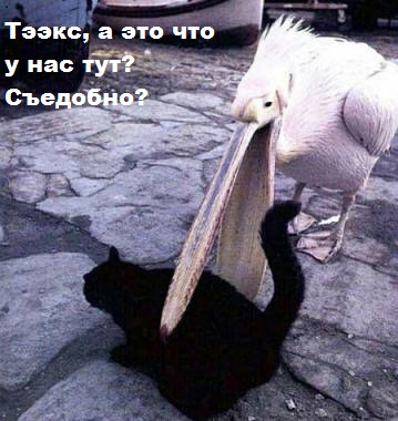 ЖИЗНЬ ЖИВОТНЫХ  Сначала, милота, настроения             , жизненные, ситуации                                                               
