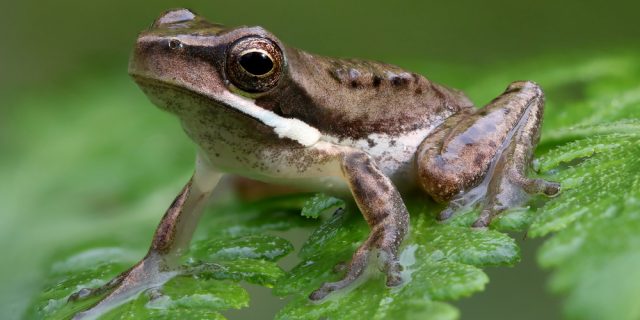 Что будет, если потрогать жабу может, чтобы, будет, нужно, лягушек, съесть, сразу, очень, заметили, лекарства, сердечного, попал, davemhuntphotography, прыгают, травятся, попадёт, отравления, лучше, человек, жидкости