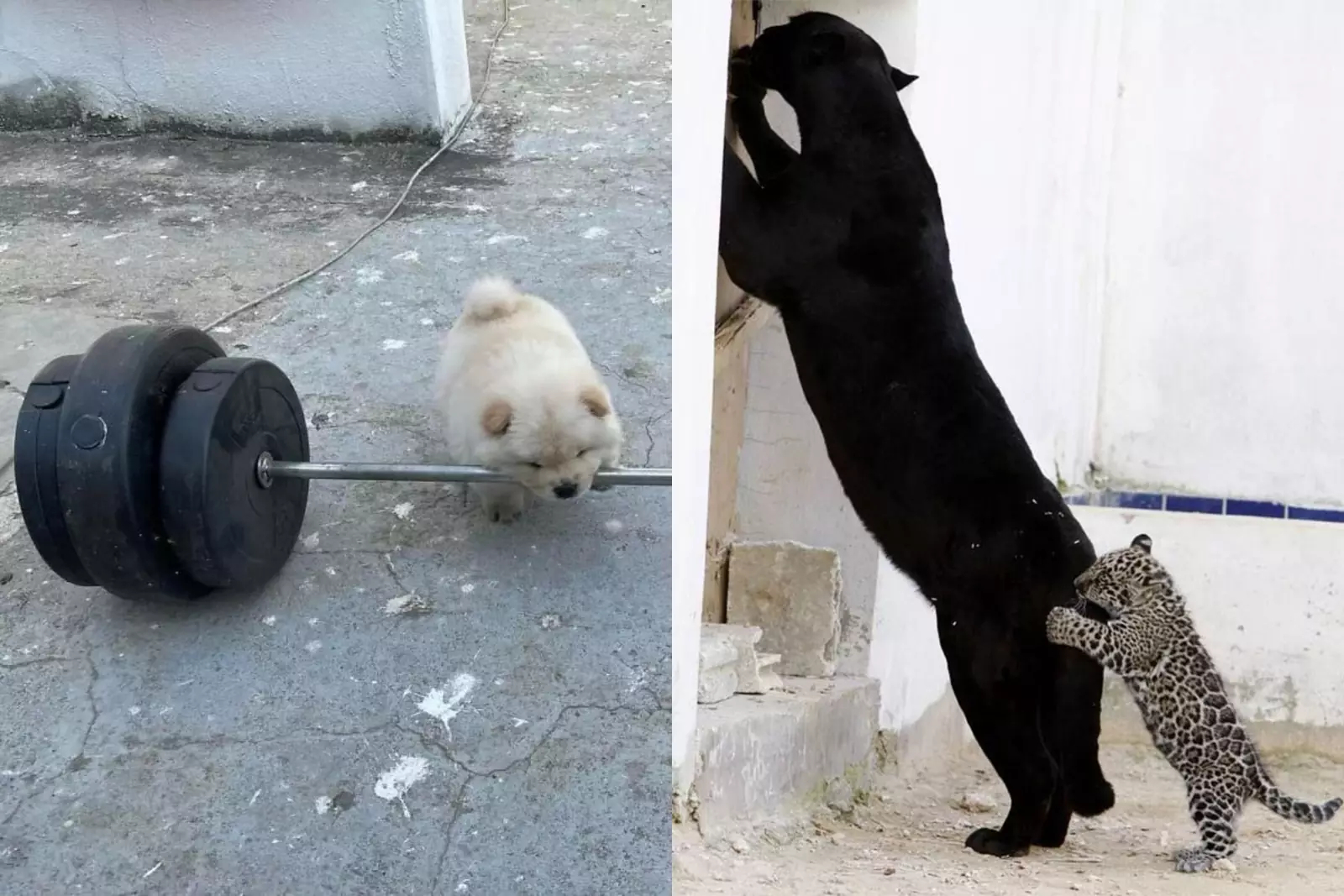 10+ смешных и дерзких фото животных, с которыми лучше не связываться