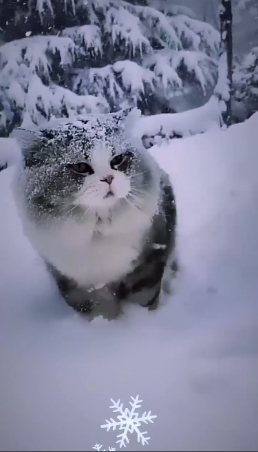 Без кота и жизнь не та Без кота и жизнь не та спасет, животное, спасёт, припёрсси , такую, свободу , хочет , режут, рядом, Потому, слезами , Горькими, плачет , Котэматрёшка Кот, лапки , пострадало , взгляда , планету , последний, Любовь