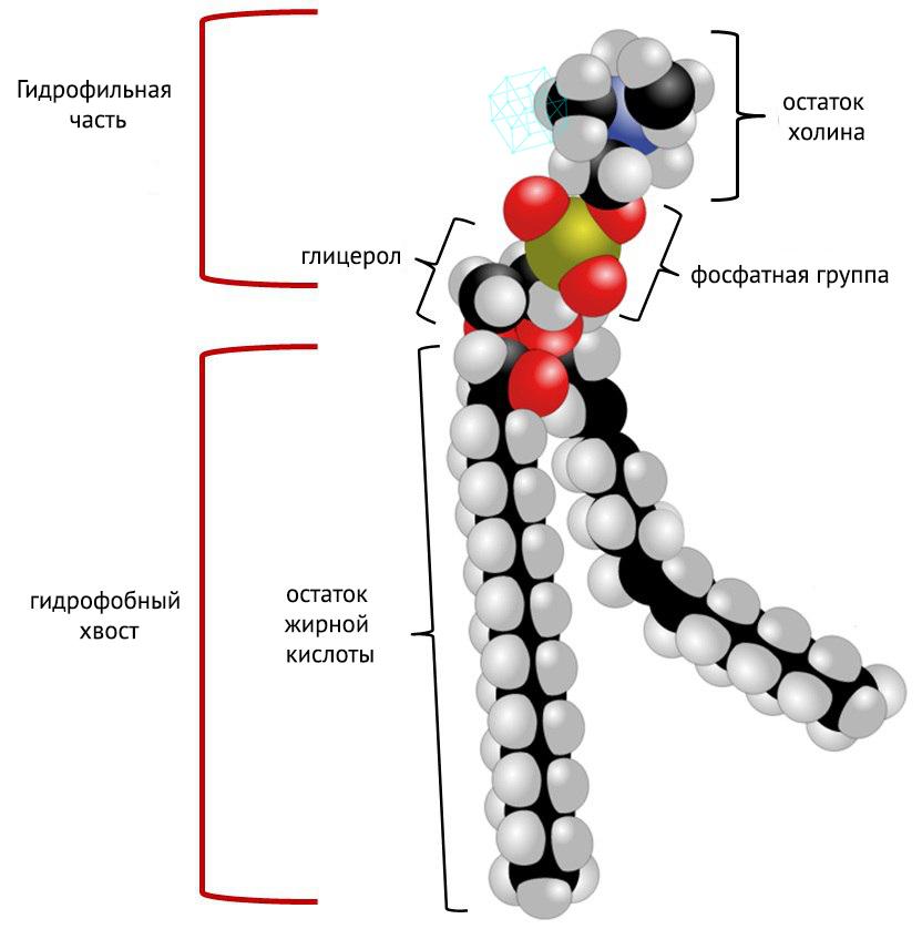 Липиды картинка для презентации