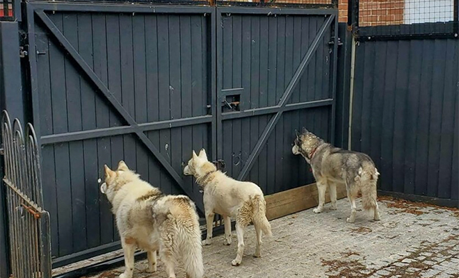 Мужчина сделал в заборе дырки для любопытных собак, чтобы они могли наблюдать за дорогой