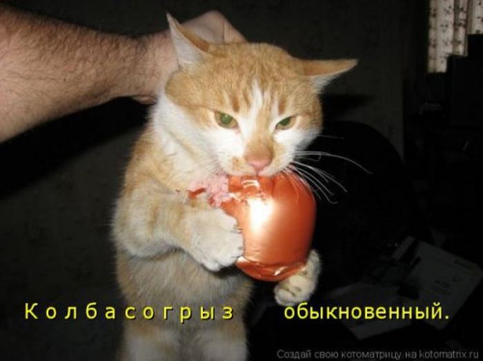 Устал, как собака? Отдохни, как кошка! Устал, как собака? Отдохни, как кошка!