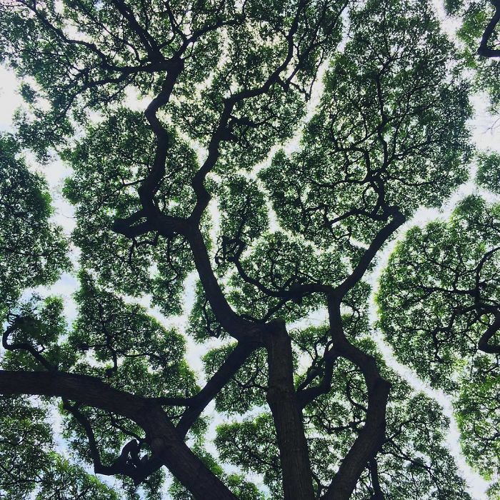 Crown Shyness Trees