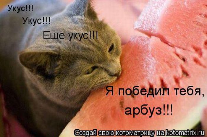 Устал, как собака? Отдохни, как кошка! Устал, как собака? Отдохни, как кошка!