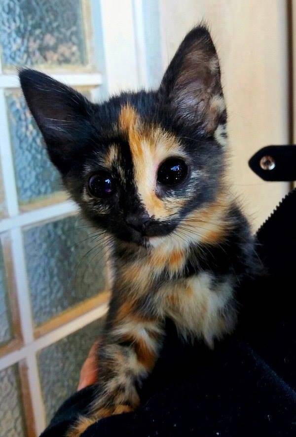 Подборка прикольных картинок  приколы,смешные картинки,юмор