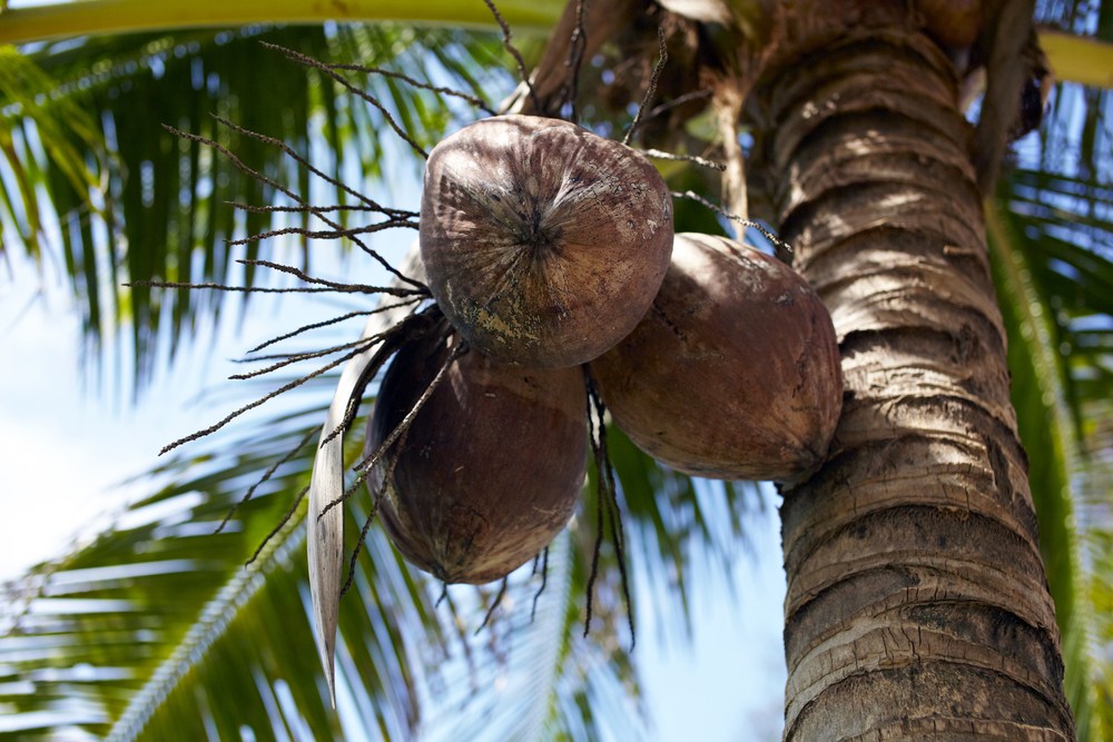 coconut palm.jpg