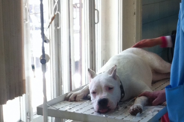 Собака в ветклинике