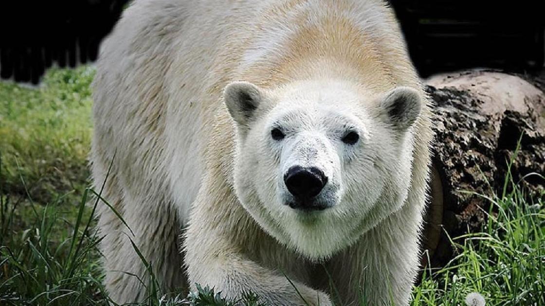 Белая медведица стала новой жительницей зоопарка в Алматы (фото)