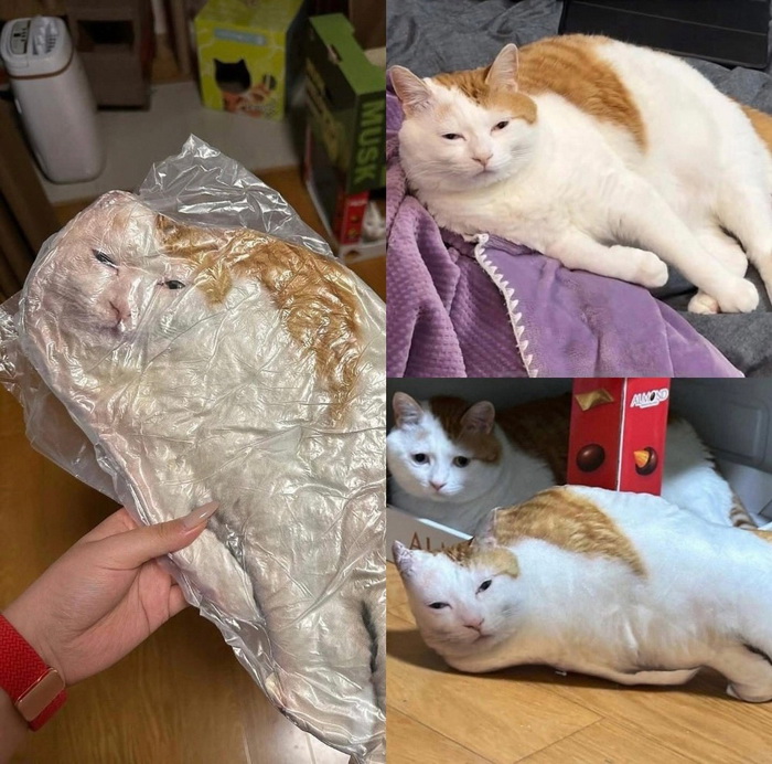 Интернет мемы и кот который не боится пылесоса 